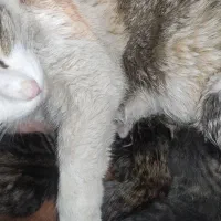 واگذاری رایگان بچه گربه