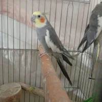عروس هلندی