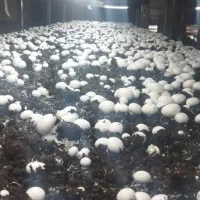 قارچ عمده|خوردنی و آشامیدنی|اردکان, |دیوار