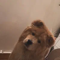 سگ چاوچاو