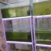 فروش ویژه پایه وآکواریوم برای شب عید|ماهی|خمینیشهر, |دیوار