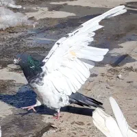 کبوترای اصیل تکی از ۲۰۰تا ۵۰۰|پرنده|هشتگرد, شهرک اداری|دیوار