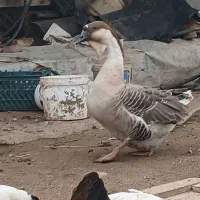 قوغاز اصیل|حیوانات مزرعه|سورک, |دیوار