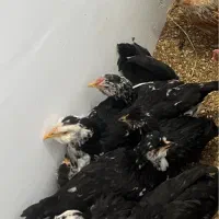 حدود ۴۰ عدد مرغ و خروس و نیمچه گلین