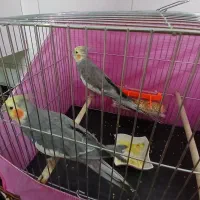 دوعددعروس هلندی نر|پرنده|قم, شهرک مهدیه (مدرس)|دیوار