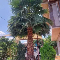 درخت شرایتون