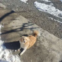 سگ پاکوتاه سالم و سلامت