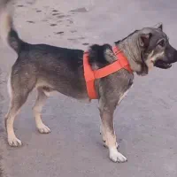 سگ 11ماه