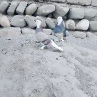 کبوتر درجایی|پرنده|میناب, |دیوار