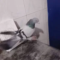 کبوتر مفلق پر|پرنده|فارسان, |دیوار