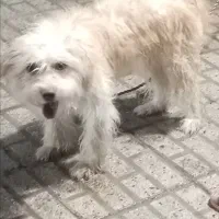 سگ تربیت شده