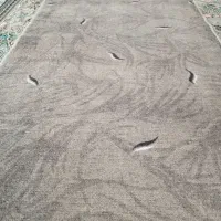 موکت نو