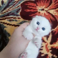 گربه اسکاتیش