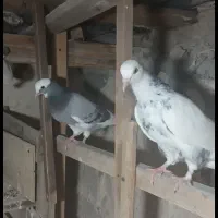جوجه کفتر..