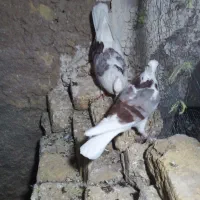 کبوتر شازده هما