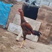 خروس لاری