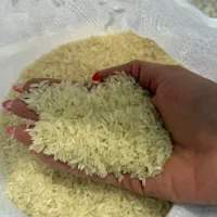 برنج چمپا و فجر