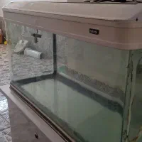 آکواریوم|ماهی|آبادان, |دیوار