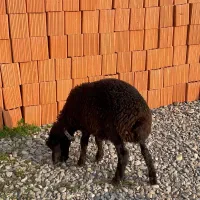 یک راس دوقلو بره ها نر و سه راس بره نر کردستانی ا|حیوانات مزرعه|آق قلا, |دیوار