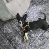 نژاد سک شی واوا|سگ|قدس, شهر‌قدس|دیوار