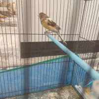 قناری سالم سرحال مست مست