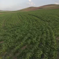 کاه لوبیا چیتی و کاه گندم دیمی