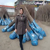 نهال گردو فرنور،مناسب مناطق سردسیر،برداشت میلیاردی