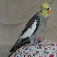 عروس هلندی گمشده