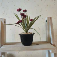 اسنتد چوبی همراه گلدن|گل مصنوعی|بندر انزلی, جزیره|دیوار