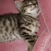 واگذاری گربه|گربه|دماوند, گیلاوند|دیوار