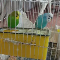 یک جفت مرغ عشق سالم