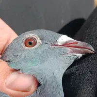 پلاکی چاپی مسافتی ماده|پرنده|بهبهان, |دیوار