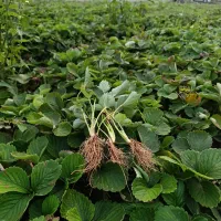 فروش بوته توت فرنگی سابرینا و کاماروس|گل و گیاه طبیعی|ماکلوان, |دیوار