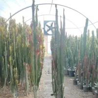 افوربیا کاکتوس قرمز