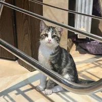 واگذاری گربه|گربه|یزد, |دیوار