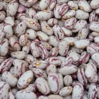 لوبیا چیتی درجه یک
