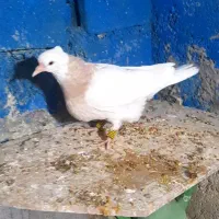 ۹ عدد جوجه طوقی هیچ پری تا ۱۰ بند انداخته|پرنده|یاسوج, |دیوار