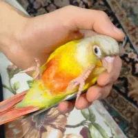 طوطی گرینچیک|پرنده|هشتگرد, شهرک بعثت|دیوار