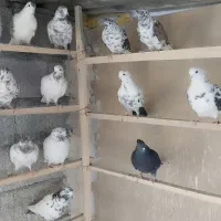 کبوتر پرشی واکسن خورده اماده|پرنده|اشنویه, |دیوار