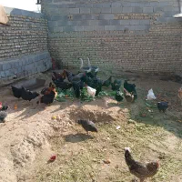 تعدادی مرغ و خروس