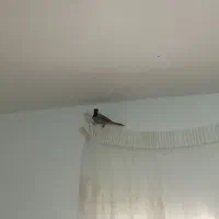 سیره|پرنده|ویسیان, |دیوار