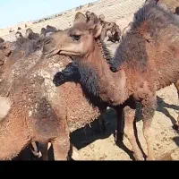 شتر
