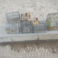 قفسه‌|حراج|اقلید, |دیوار