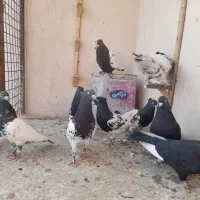 کله سیاه سینه زرد|پرنده|مشهد, هفت تیر (نه دره)|دیوار