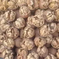 ۲۰۰ کیلو گردو تویسرکان (خشک) پوست کاغذی