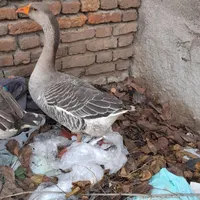 غاز محی ماده