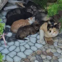 بچه گربه