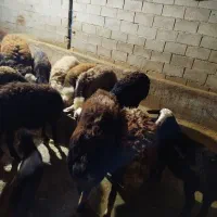 گوسفند افشاری اصل غزل