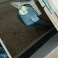 عروس هلندی|پرنده|نیر (اردبیل), |دیوار