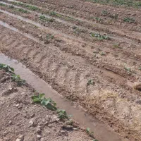 اجاره زمین کشاورزی